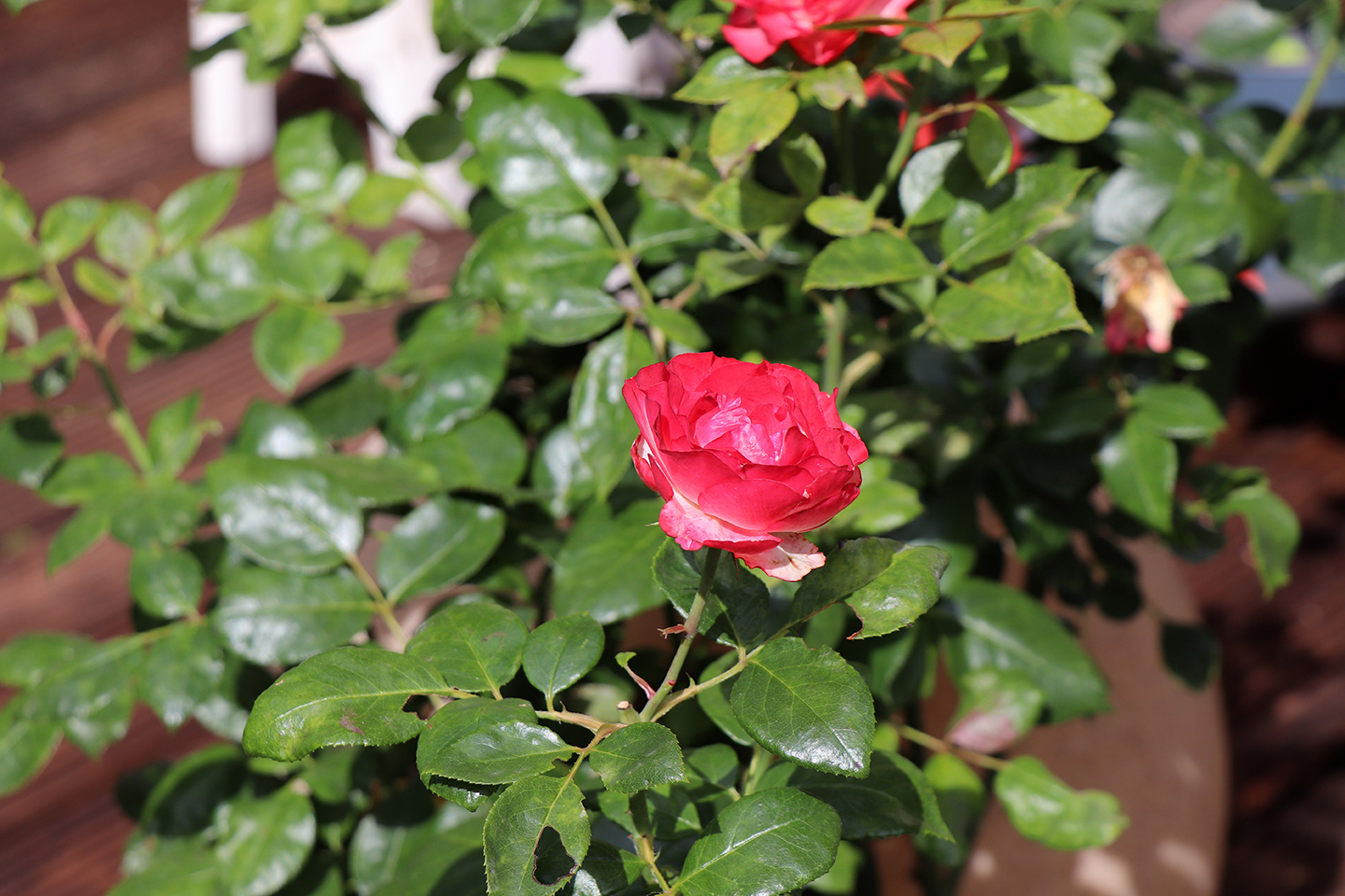 IMG_5841_1440x960
