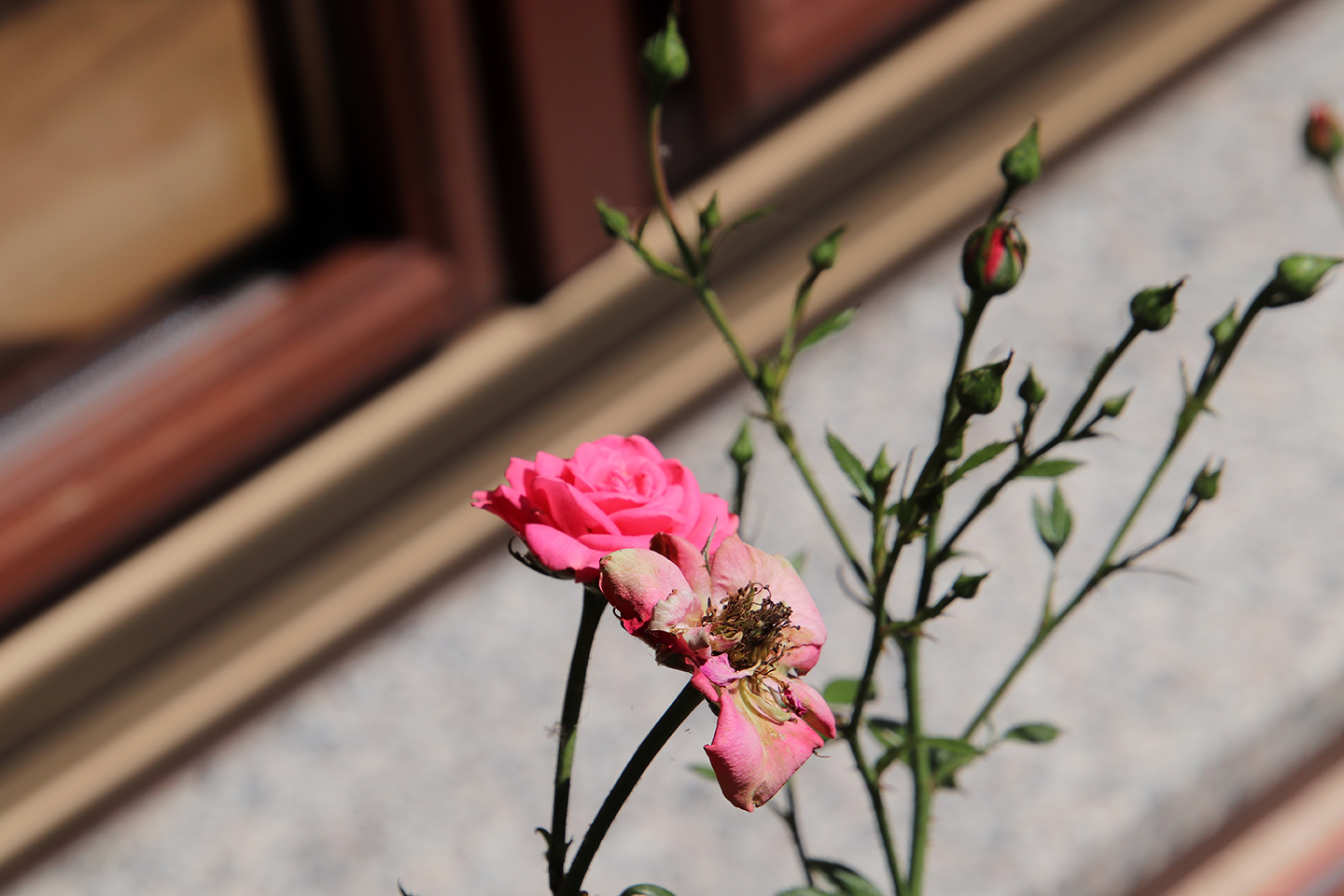 IMG_0328_1440x960