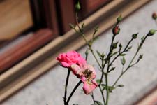 IMG_0328_1440x960